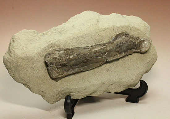 フライングモンスター、空飛ぶ爬虫類、プテラノドン(Pteranodon sp.)の前腕部の化石(その6)