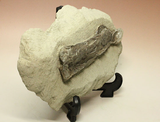 フライングモンスター、空飛ぶ爬虫類、プテラノドン（Pteranodon sp.）の前腕部の化石（その7）