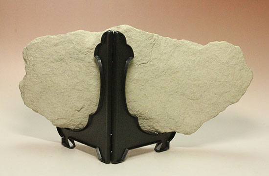 フライングモンスター、空飛ぶ爬虫類、プテラノドン（Pteranodon sp.）の前腕部の化石（その8）