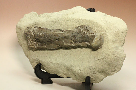 フライングモンスター、空飛ぶ爬虫類、プテラノドン（Pteranodon sp.）の前腕部の化石（その9）