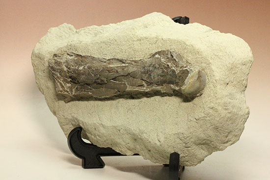フライングモンスター、空飛ぶ爬虫類、プテラノドン(Pteranodon sp.)の前腕部の化石(その9)