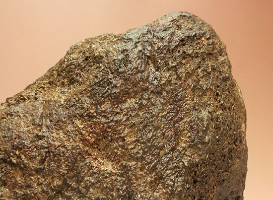 恐竜ファン垂涎の逸品、トリケラトプスを象徴する鼻先の角化石（その10）