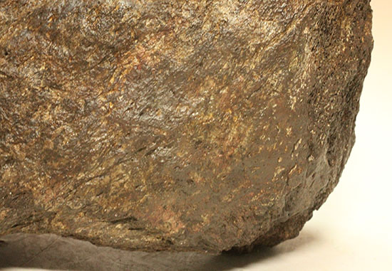 恐竜ファン垂涎の逸品、トリケラトプスを象徴する鼻先の角化石（その12）