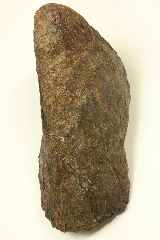 恐竜ファン垂涎の逸品、トリケラトプスを象徴する鼻先の角化石（その13）