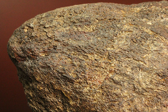 恐竜ファン垂涎の逸品、トリケラトプスを象徴する鼻先の角化石（その14）