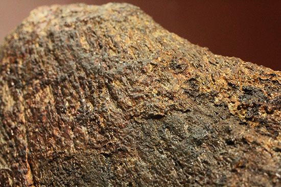 恐竜ファン垂涎の逸品、トリケラトプスを象徴する鼻先の角化石（その17）