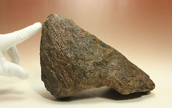 恐竜ファン垂涎の逸品、トリケラトプスを象徴する鼻先の角化石（その18）