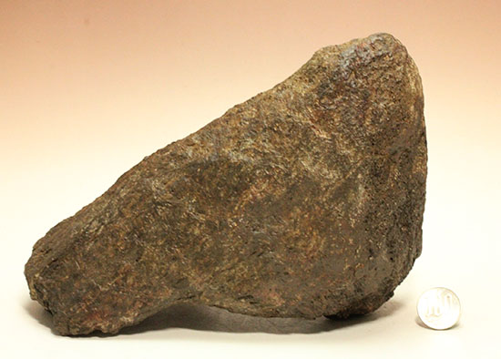 恐竜ファン垂涎の逸品、トリケラトプスを象徴する鼻先の角化石（その19）