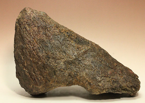 恐竜ファン垂涎の逸品、トリケラトプスを象徴する鼻先の角化石（その3）