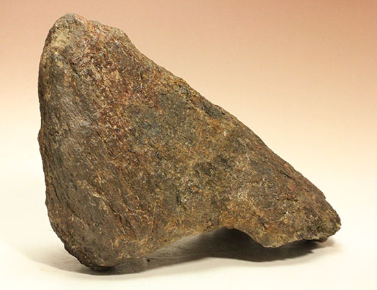 恐竜ファン垂涎の逸品、トリケラトプスを象徴する鼻先の角化石（その4）