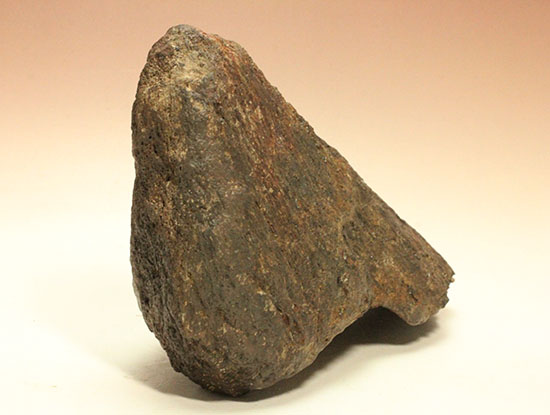 恐竜ファン垂涎の逸品、トリケラトプスを象徴する鼻先の角化石（その5）