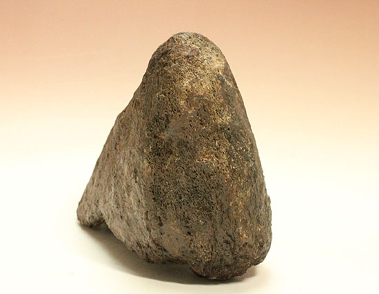 恐竜ファン垂涎の逸品、トリケラトプスを象徴する鼻先の角化石（その6）