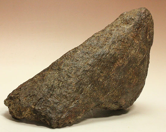 恐竜ファン垂涎の逸品、トリケラトプスを象徴する鼻先の角化石（その7）