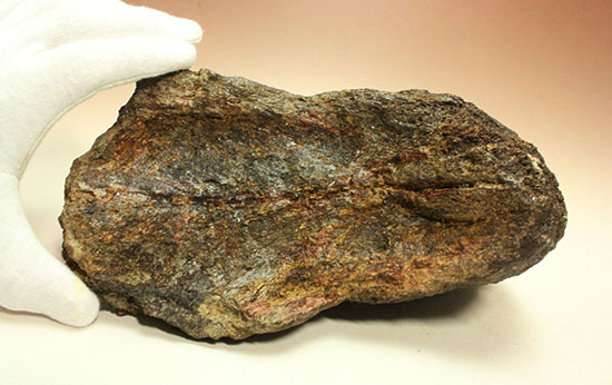 恐竜ファン垂涎の逸品、トリケラトプスを象徴する鼻先の角化石（その9）