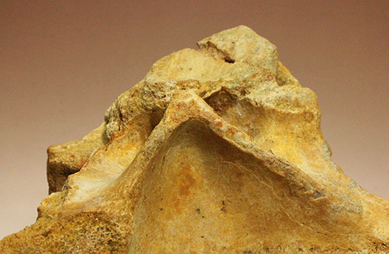 人気恐竜スピノサウルスの脊椎骨の一級標本。最長部１９ｃｍ！（その4）