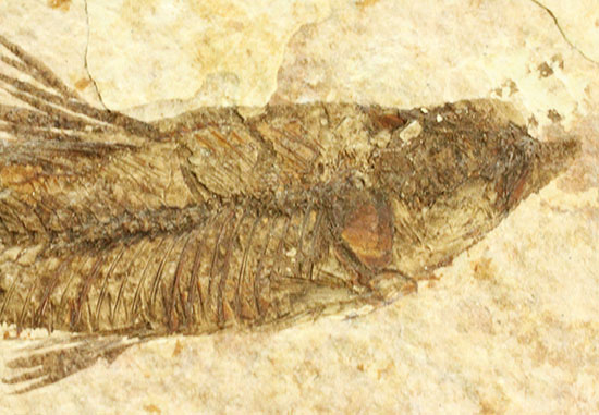 珍しい！両面鑑賞標本です。ナイティア魚化石（その10）