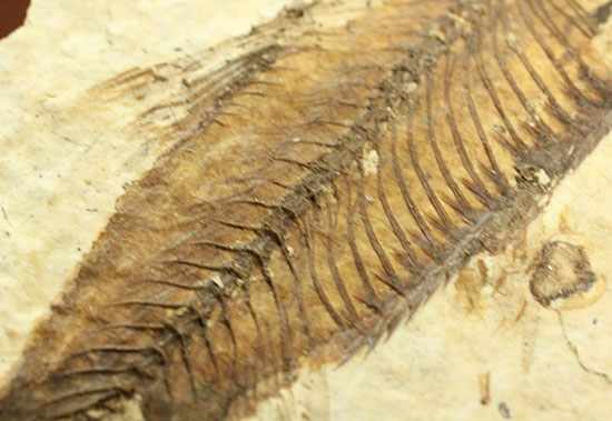 魚の構造美をとことん主張します！グリーンリバー層を代表する魚化石ナイティア(knightia)（その1）