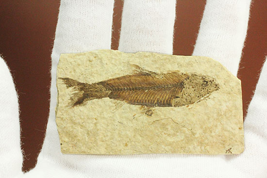 魚の構造美をとことん主張します！グリーンリバー層を代表する魚化石ナイティア(knightia)（その11）