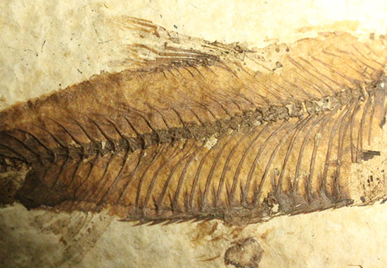 魚の構造美をとことん主張します！グリーンリバー層を代表する魚化石ナイティア(knightia)（その12）