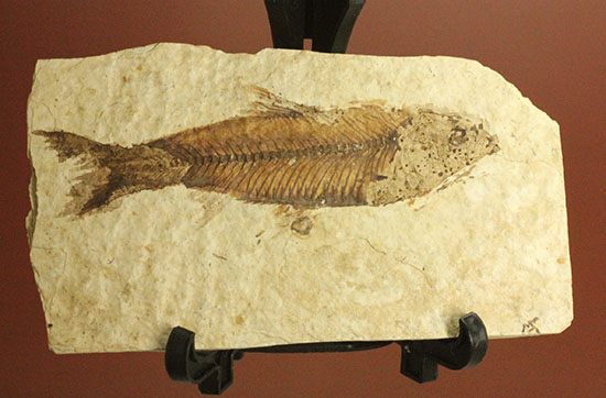 米国グリーンリバーフォーメーションで採取される古代魚の化石ナイティア