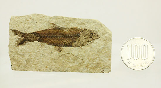 魚の構造美をとことん主張します！グリーンリバー層を代表する魚化石ナイティア(knightia)（その14）
