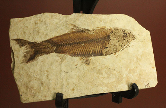 魚の構造美をとことん主張します！グリーンリバー層を代表する魚化石ナイティア(knightia)（その2）