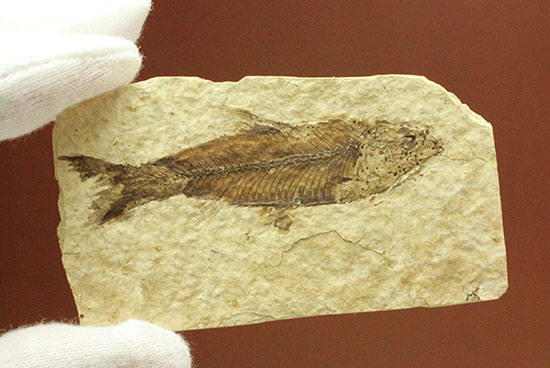 魚の構造美をとことん主張します！グリーンリバー層を代表する魚化石ナイティア(knightia)（その3）