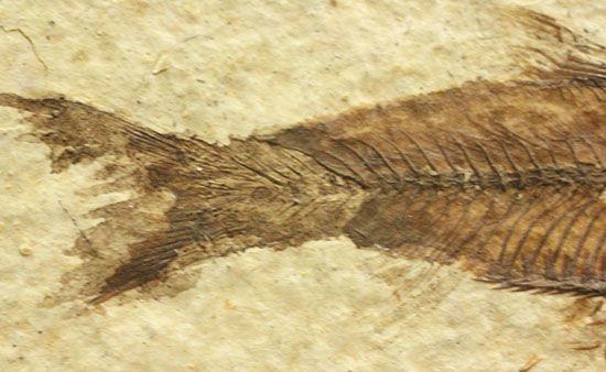 魚の構造美をとことん主張します！グリーンリバー層を代表する魚化石ナイティア(knightia)（その6）