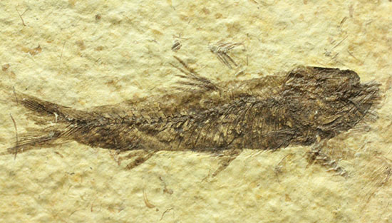 ワイオミング産5千万年前の魚化石（その1）