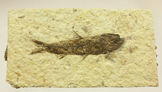 ワイオミング産5千万年前の魚化石（その10）
