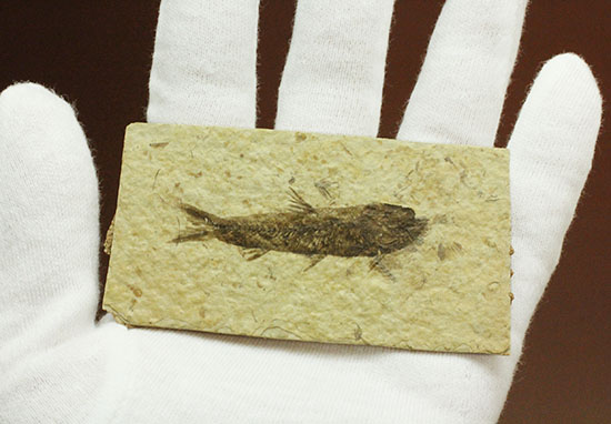ワイオミング産5千万年前の魚化石（その5）