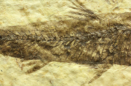 ワイオミング産5千万年前の魚化石（その7）
