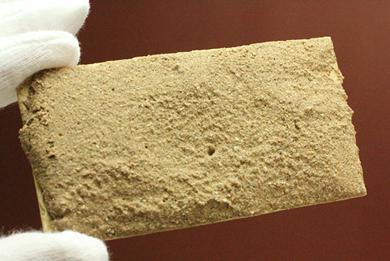 ワイオミング産5千万年前の魚化石（その9）