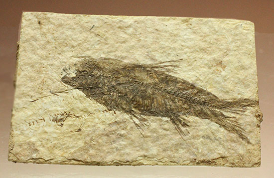 横幅がワイドで見応えあります。約5000万年前の魚化石ナイティア(Knightia)（その1）