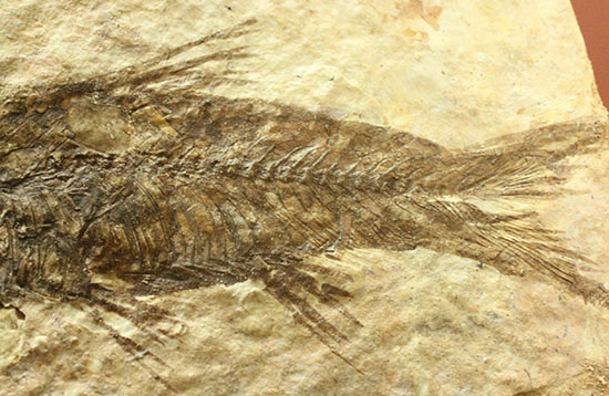 横幅がワイドで見応えあります。約5000万年前の魚化石ナイティア(Knightia)（その11）