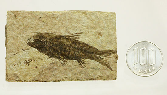 横幅がワイドで見応えあります。約5000万年前の魚化石ナイティア(Knightia)（その13）