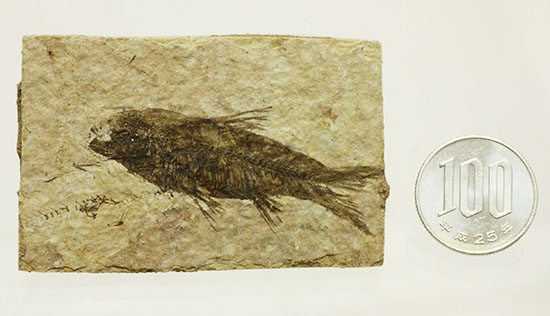 横幅がワイドで見応えあります。約5000万年前の魚化石ナイティア(Knightia)（その13）
