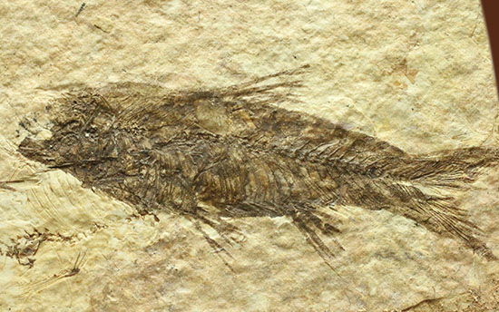 横幅がワイドで見応えあります。約5000万年前の魚化石ナイティア(Knightia)（その2）