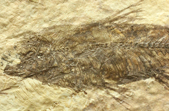 横幅がワイドで見応えあります。約5000万年前の魚化石ナイティア(Knightia)（その3）
