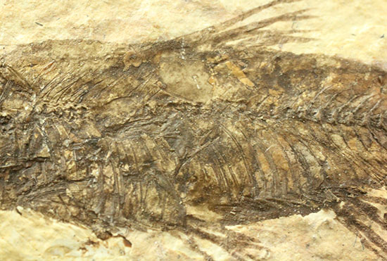 横幅がワイドで見応えあります。約5000万年前の魚化石ナイティア(Knightia)（その4）