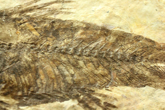 横幅がワイドで見応えあります。約5000万年前の魚化石ナイティア(Knightia)（その5）
