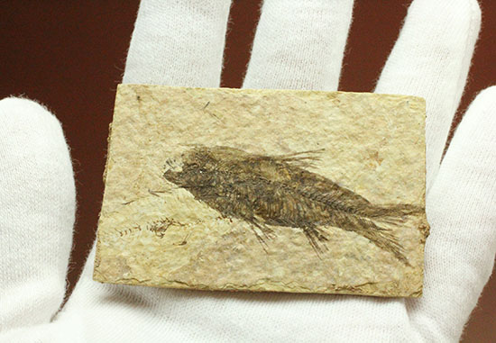 横幅がワイドで見応えあります。約5000万年前の魚化石ナイティア(Knightia)（その8）