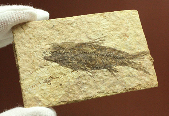 横幅がワイドで見応えあります。約5000万年前の魚化石ナイティア(Knightia)（その9）