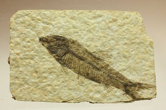 泳いでいるかのような約5000万年前の魚化石ナイティア(Knightia)（その1）