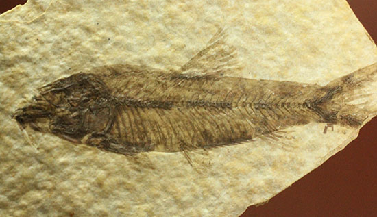 泳いでいるかのような約5000万年前の魚化石ナイティア(Knightia)（その10）