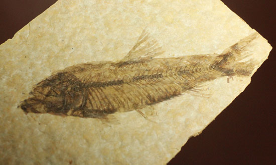 泳いでいるかのような約5000万年前の魚化石ナイティア(Knightia)（その11）