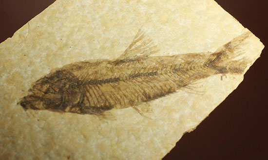 泳いでいるかのような約5000万年前の魚化石ナイティア(Knightia)（その11）