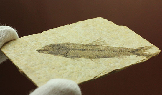泳いでいるかのような約5000万年前の魚化石ナイティア(Knightia)（その13）