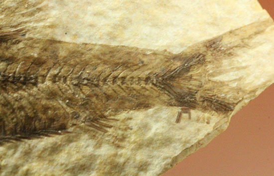 泳いでいるかのような約5000万年前の魚化石ナイティア(Knightia)（その15）