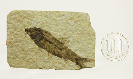 泳いでいるかのような約5000万年前の魚化石ナイティア(Knightia)（その16）
